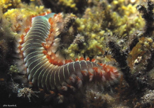 Fireworm,
rock littoral of Paxos.
Canon G10. by Chris Krambeck 